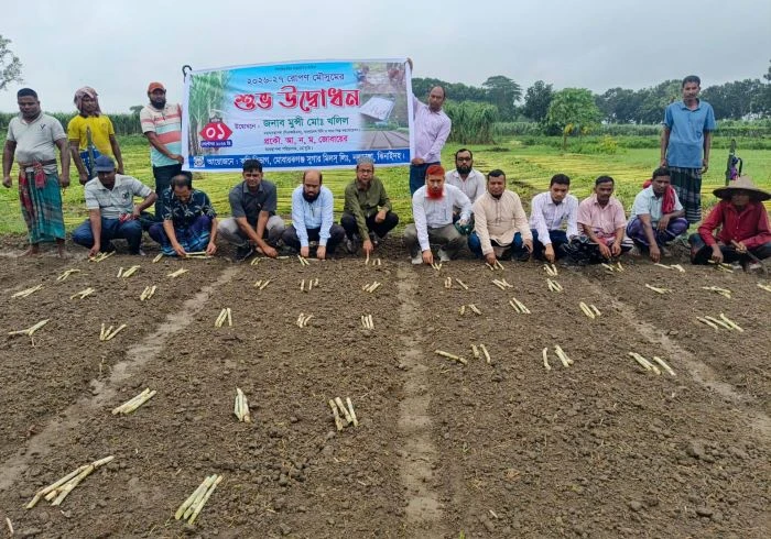 আখের মূল্য বৃদ্ধি, বাড়ছে আখচাষ : মোবারকগঞ্জ সুগার মিলে রোপন মৌসুমের উদ্বোধন